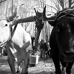 Tana Libera Tutti 1 Nature, Yourself, Frühstückspension Viggianello