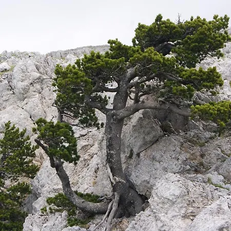 Tana Libera Tutti 1 Nature, Yourself,