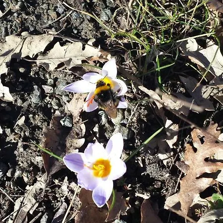 Tana Libera Tutti 1 Nature, Yourself, Frühstückspension