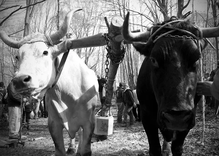 Tana Libera Tutti 1 Nature, Yourself, Alojamento de Acomodação e Pequeno-almoço Viggianello